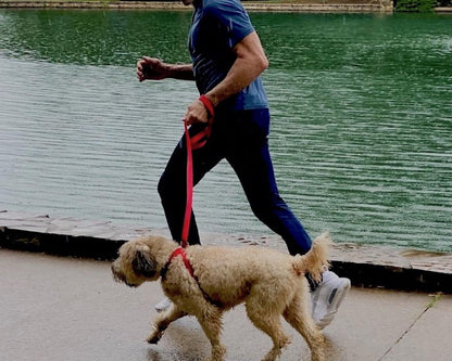 3 IN 1 COLLAR LEASH HARNESS