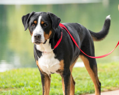 3 IN 1 COLLAR LEASH HARNESS