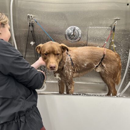 The girl washing the brown dog