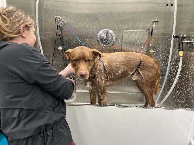 The girl washing the brown dog